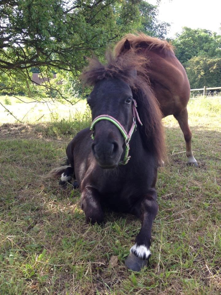 Shetlænder Miss Molly Malone *Mols* - Mols ligger og slapper af på folden <3  billede 8