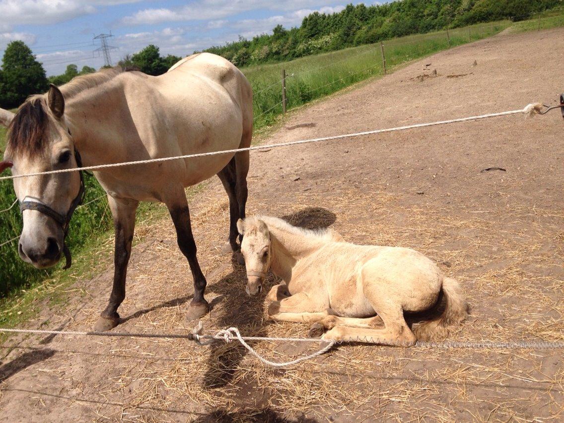 Anden særlig race Nasira Vanilla Alvilda billede 8