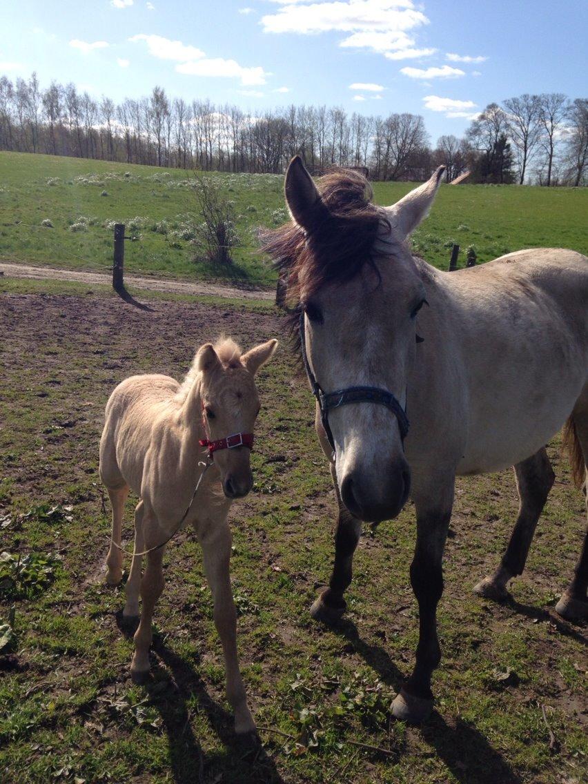 Anden særlig race Nasira Vanilla Alvilda billede 9