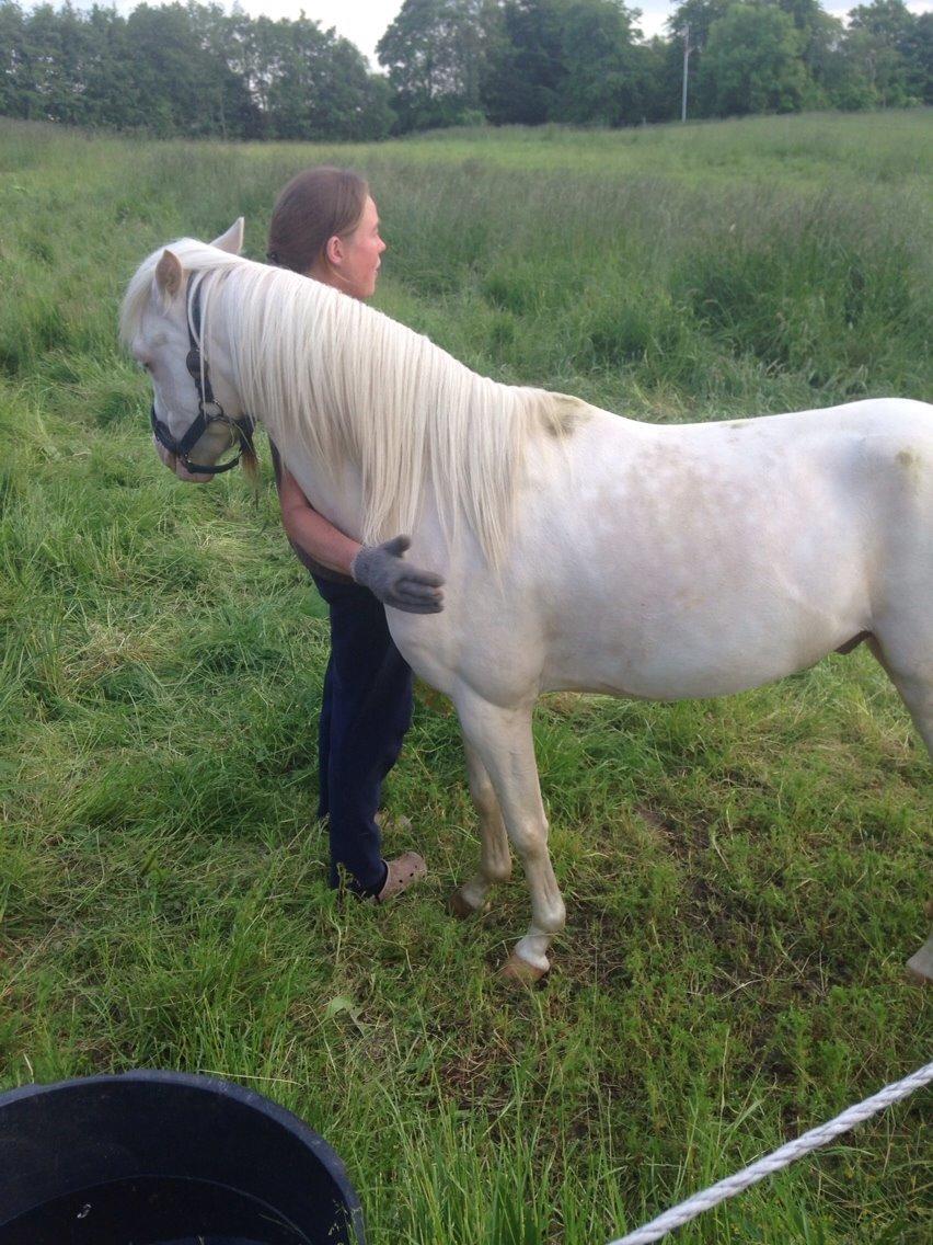 Welsh Pony (sec B) Aastrupgaards Aayan - Venner for livet kan man vist godt sige!<3 billede 17