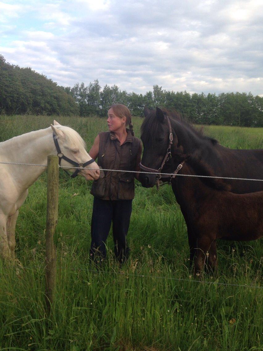 Welsh Pony (sec B) Aastrupgaards Aayan - Dejligste:–* billede 15