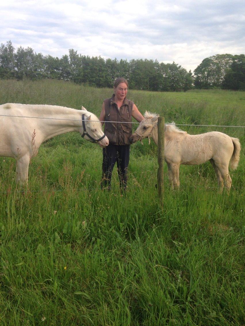 Welsh Pony (sec B) Aastrupgaards Aayan - Far og datter<3 billede 19