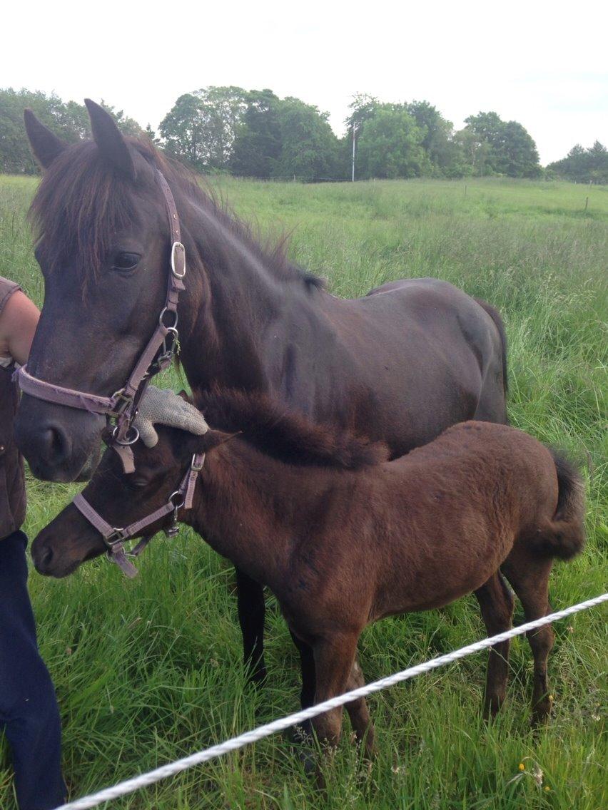 Pinto Dark Prinsess Andjelina billede 15