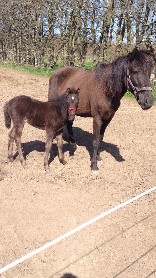 Pinto Dark Prinsess Andjelina billede 16