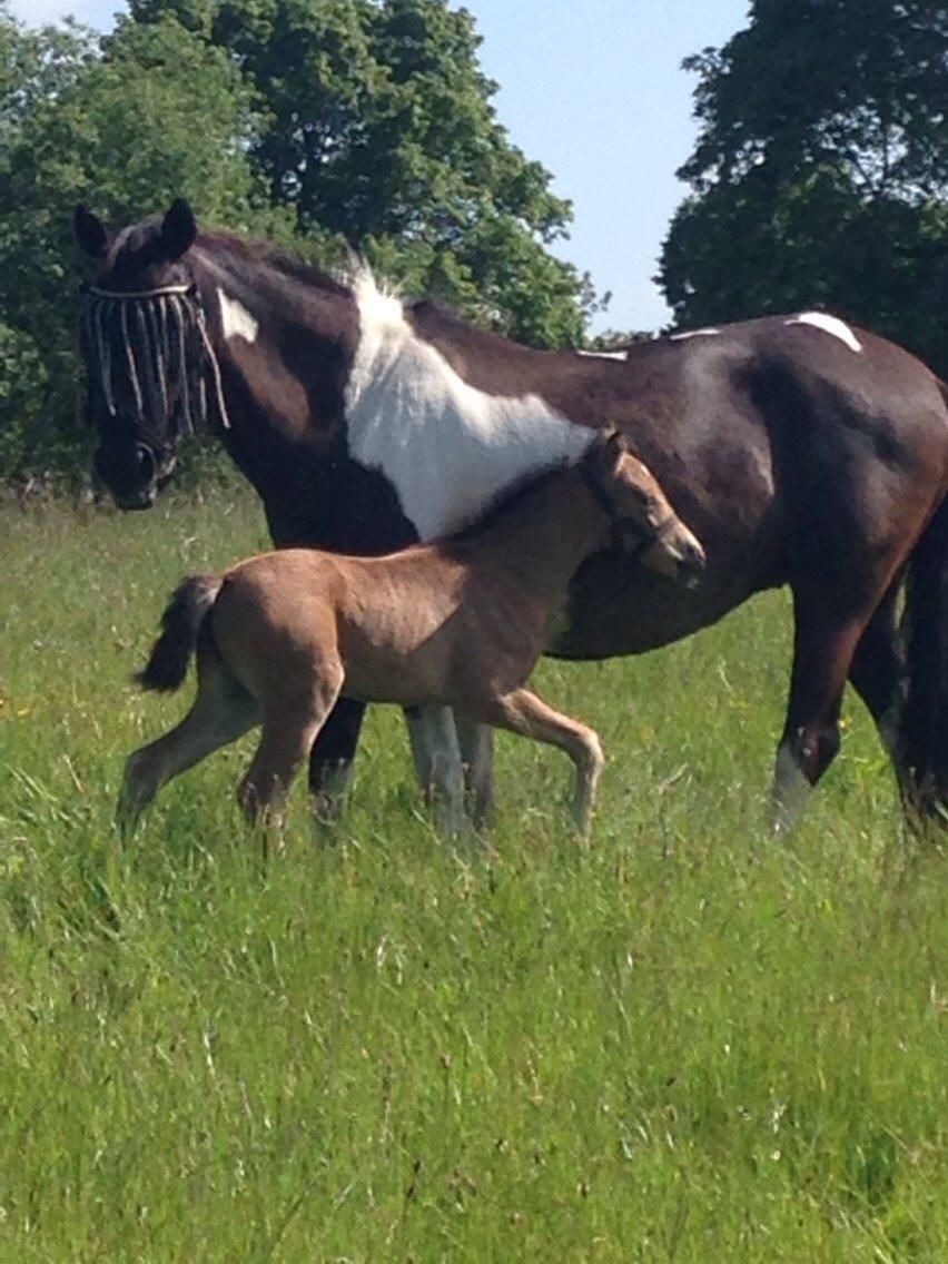 Pinto Malik - Malik og Malicha. Sommer 2014 billede 12