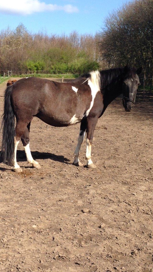 Pinto Malik - Tidelig sommer 2014. billede 3