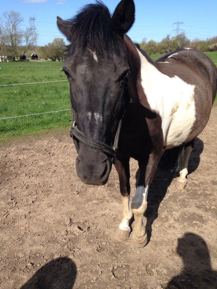 Pinto Malik - Tidelig sommer 2014. billede 4