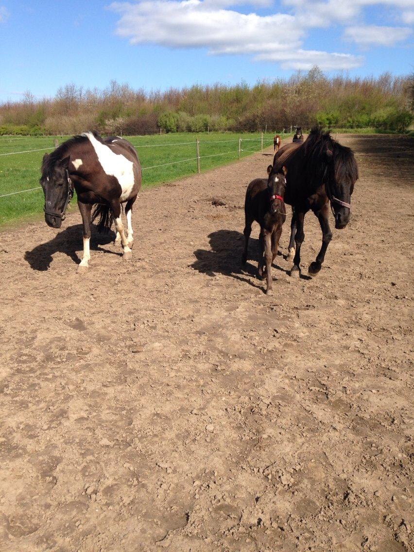Pinto Malik - Mor, datter og barnebarn.  billede 5