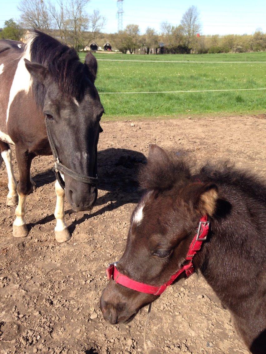 Pinto Malik - Malik og hendes barnebarn fra 2014.  billede 6