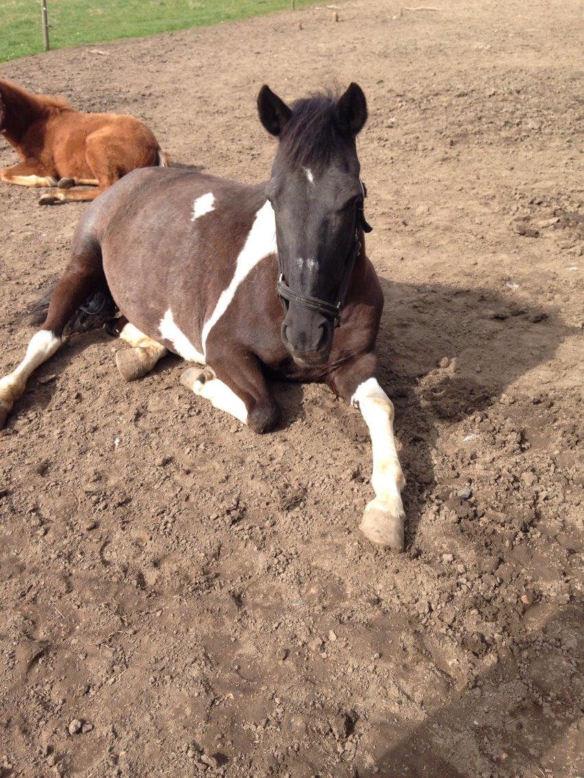 Pinto Malik - Forår 2014 billede 19