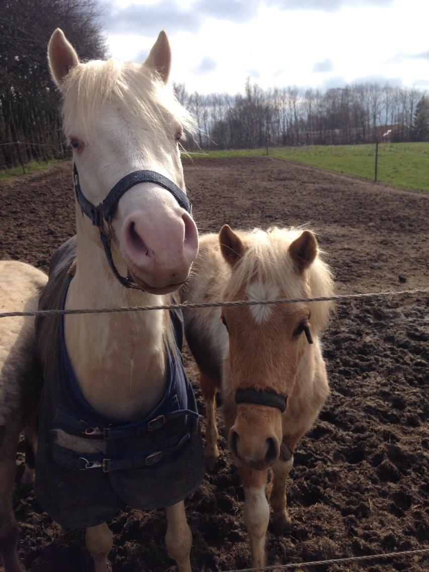 Welsh Pony (sec B) Aastrupgaards Aayan - Far og søn<3 billede 20