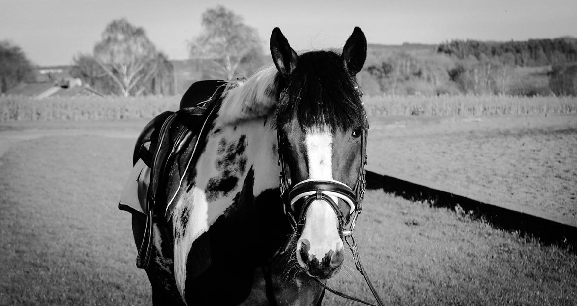 Pinto Vidtskue's Fenja (Tidligere låne pony) billede 4