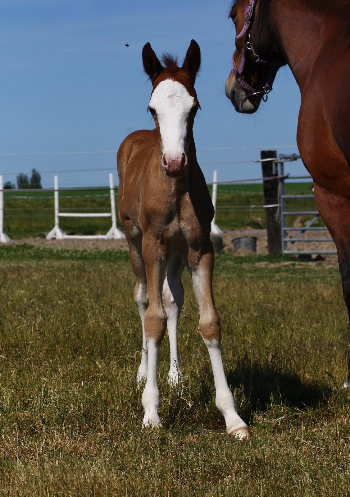 Welsh Cob (sec D) Melanders Flora - 17 dage gammel billede 29