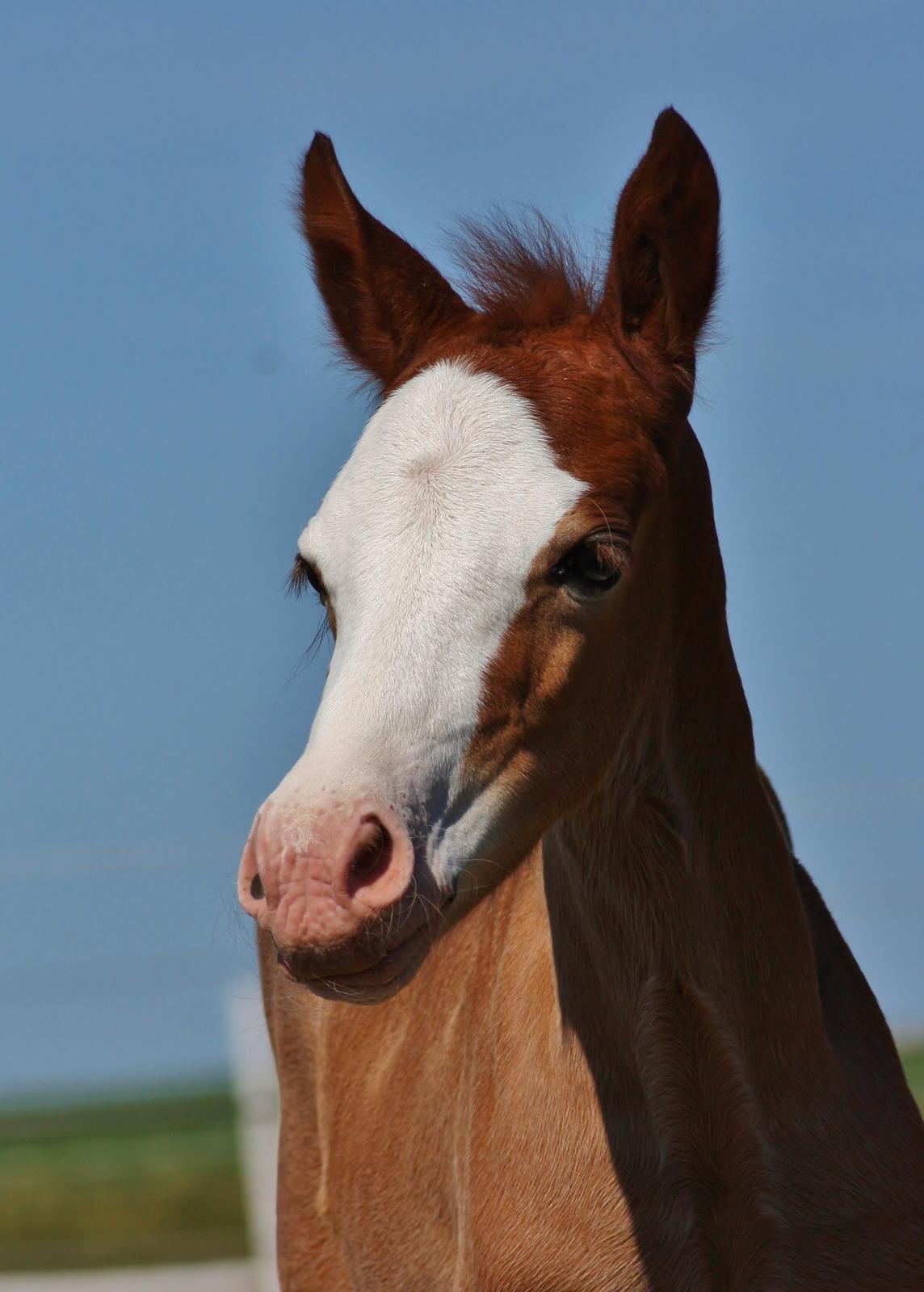 Welsh Cob (sec D) Melanders Flora - 17dage gammel billede 30