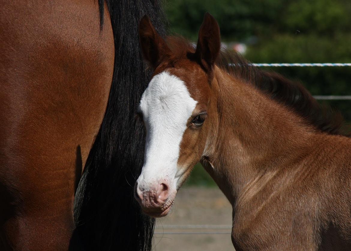 Welsh Cob (sec D) Melanders Flora - 17 dage gammel billede 33