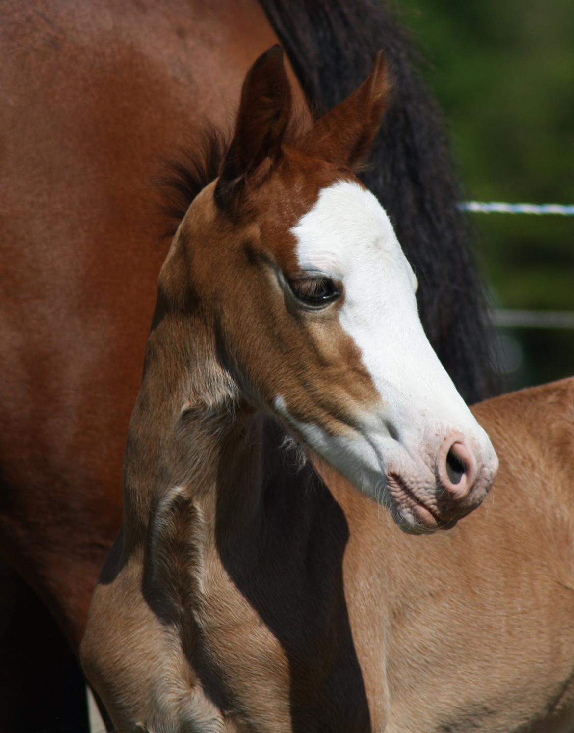 Welsh Cob (sec D) Melanders Flora - 17 dage gammel billede 34