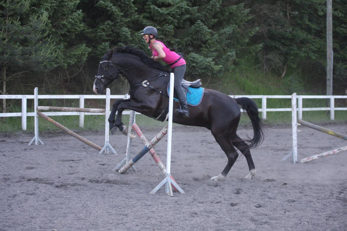 Anden særlig race Klitgaards Mr Big *R.I.P* - Første gang han springer med rytter på bane billede 12