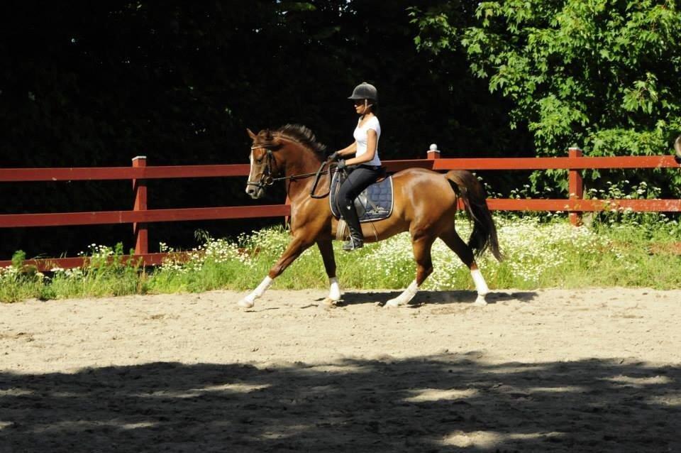 DSP Firhøjs Papillon billede 44