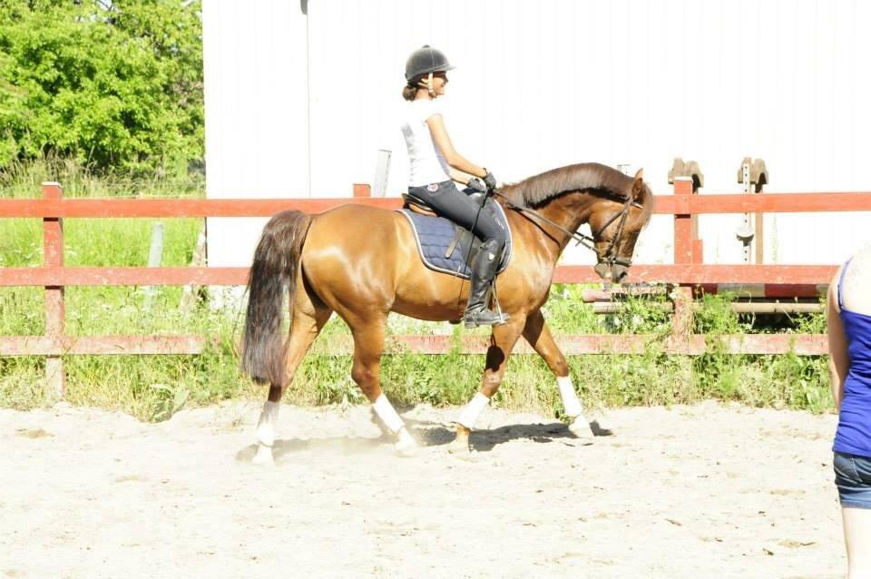 DSP Firhøjs Papillon billede 45