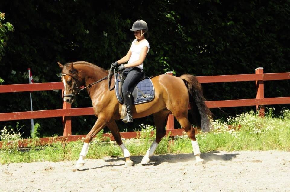 DSP Firhøjs Papillon billede 47