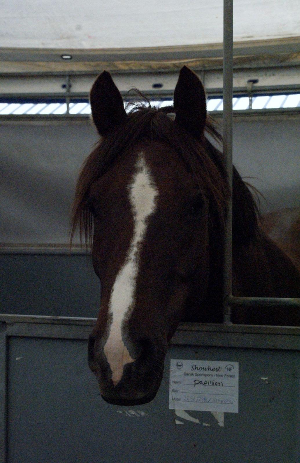 DSP Firhøjs Papillon billede 48