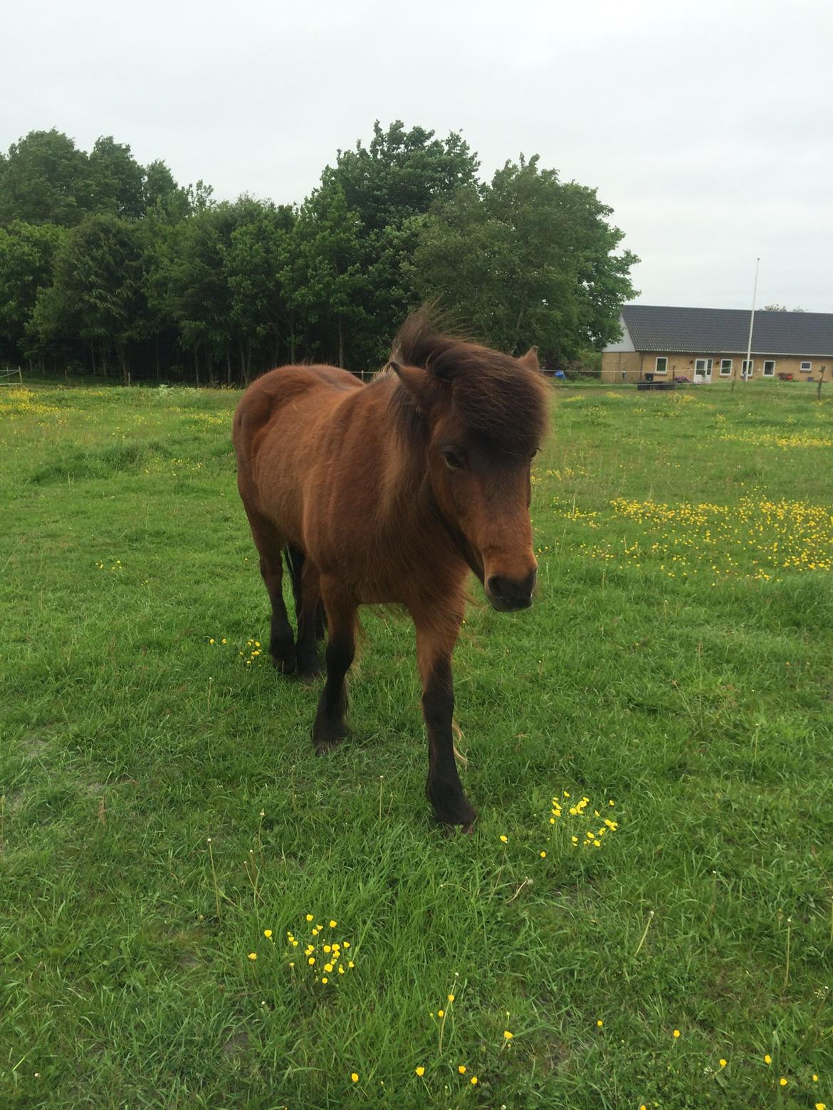 Islænder Hekla Fra Skovby billede 19