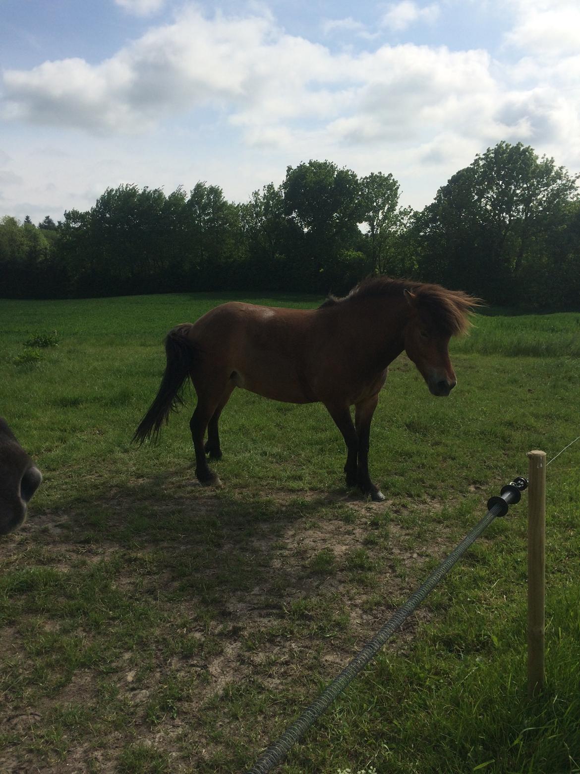 Islænder Andi Fra Laven Mark billede 12