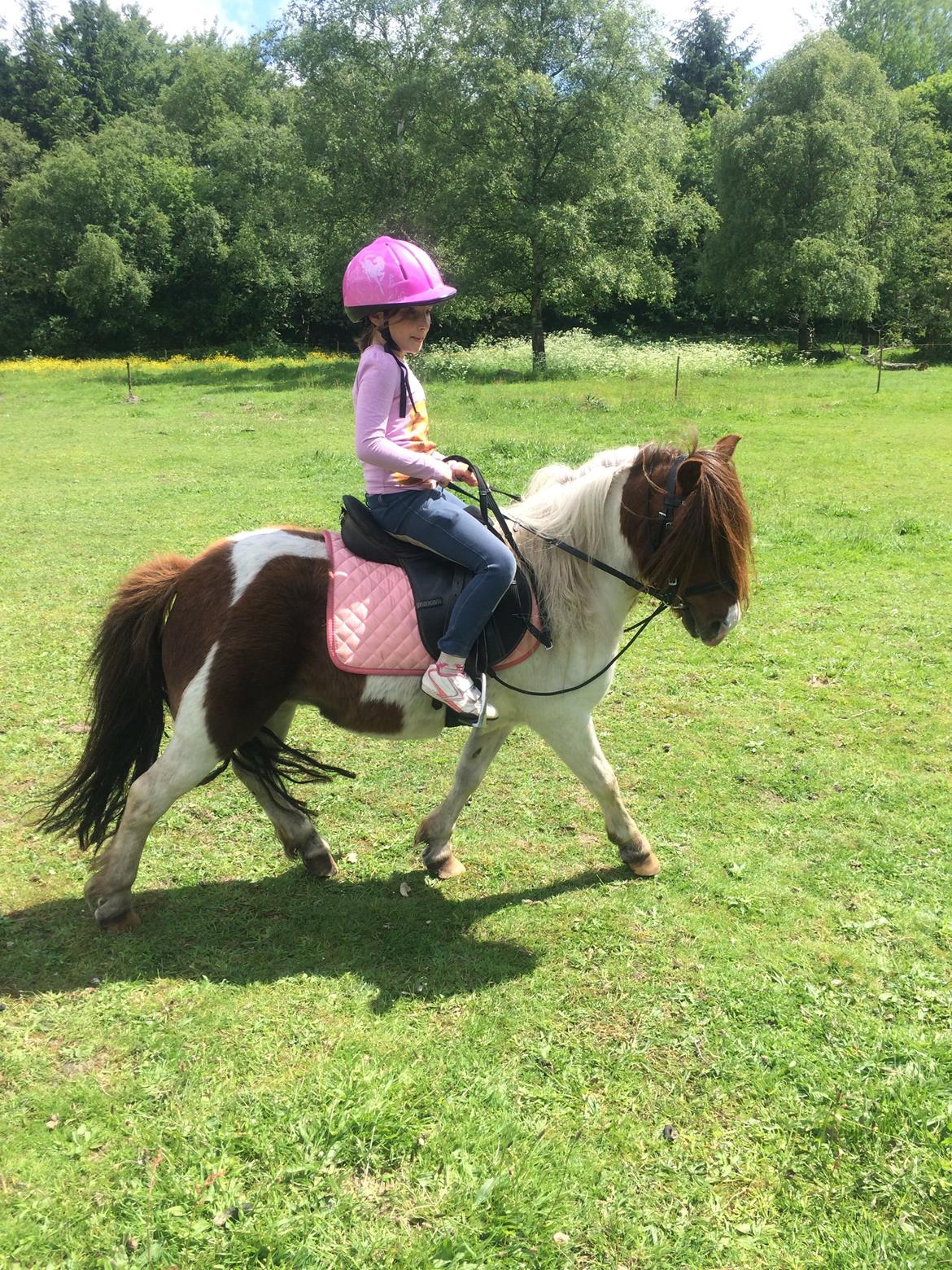 Anden særlig race Lucy billede 12
