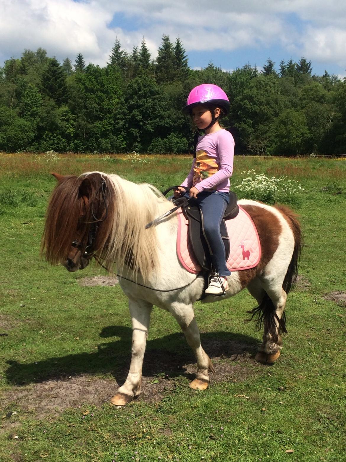 Anden særlig race Lucy billede 13
