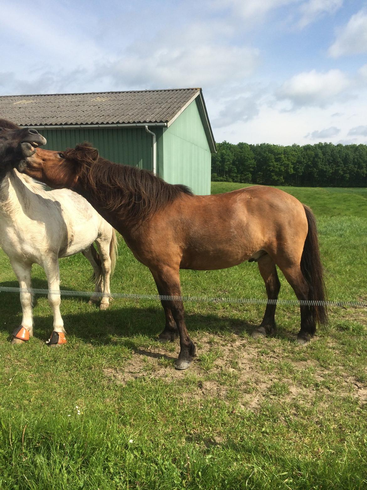 Islænder Andi Fra Laven Mark billede 13