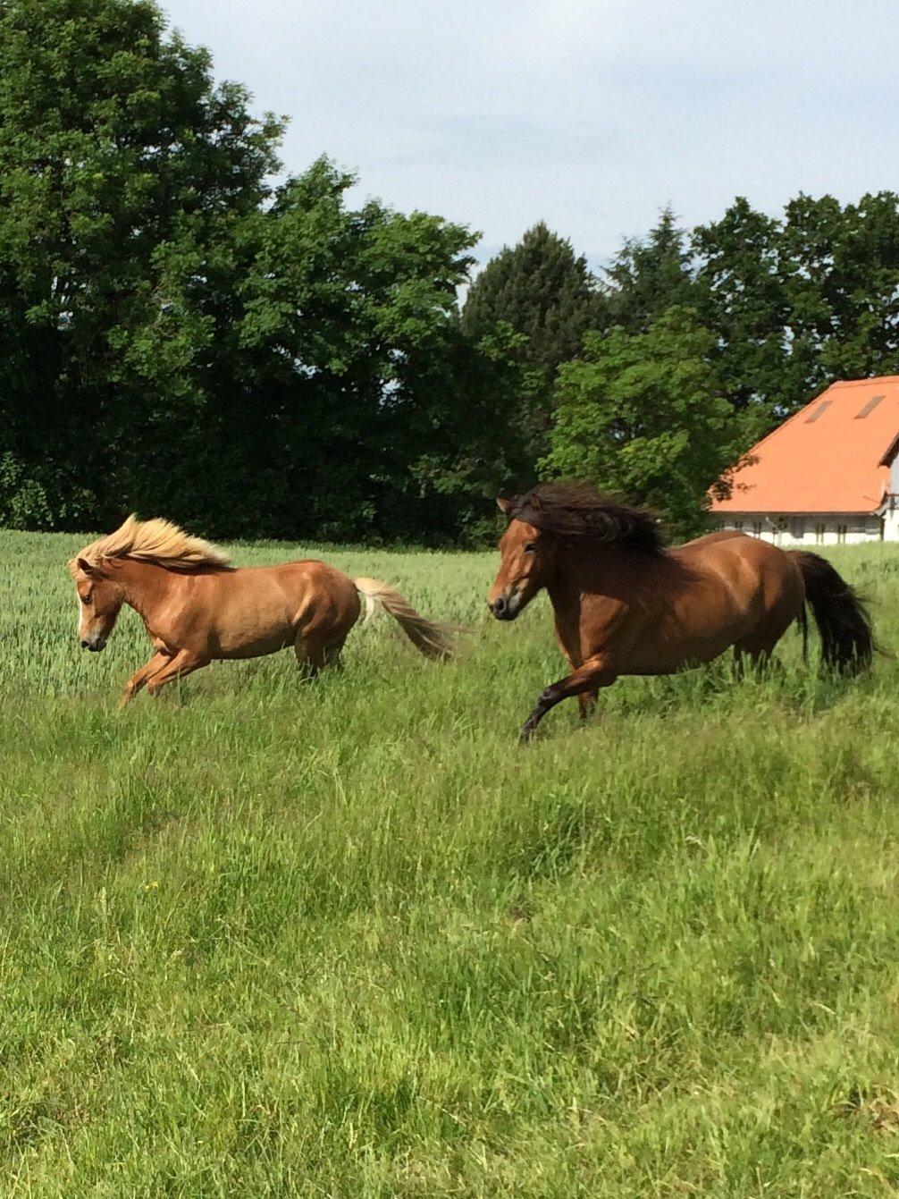 Islænder Andi Fra Laven Mark billede 14