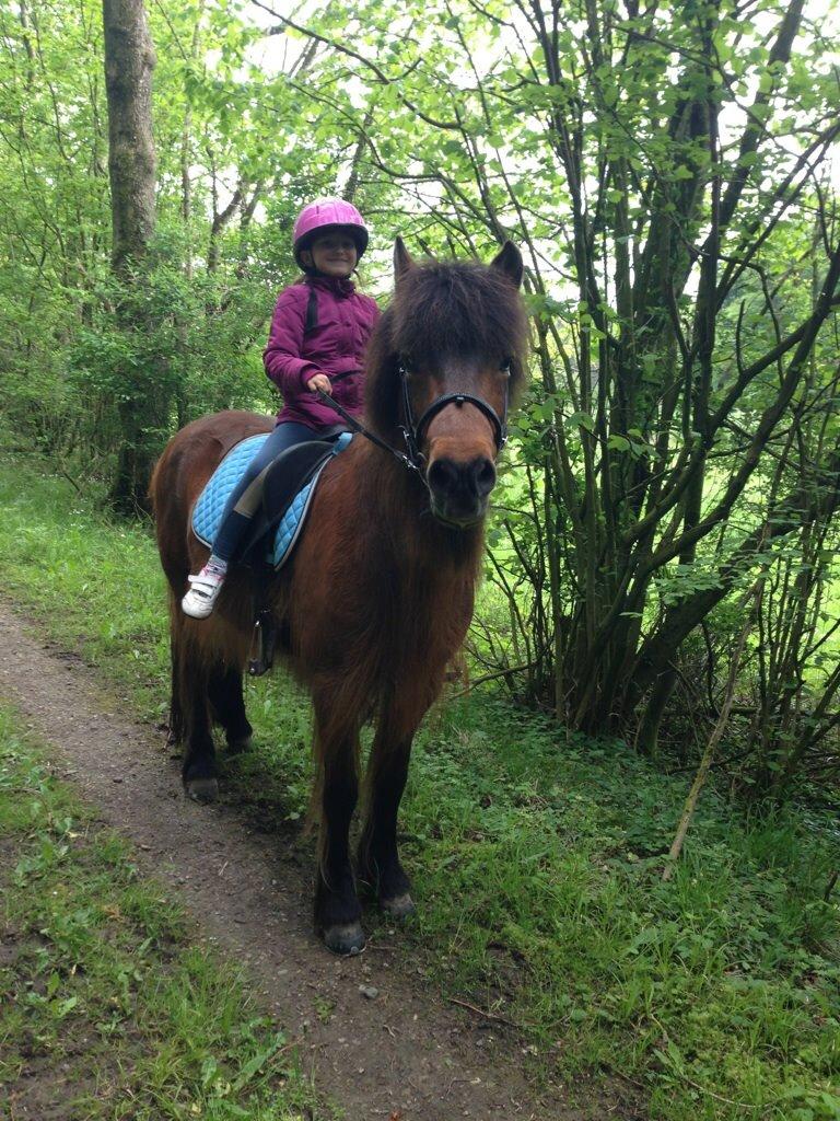 Islænder Hekla Fra Skovby billede 20