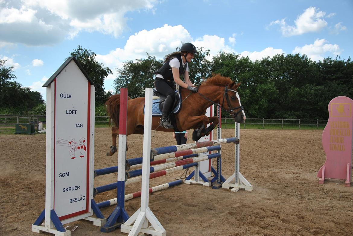 Hollandsk Sportspony Broderigårdens Nando (Gucci Nans) billede 2