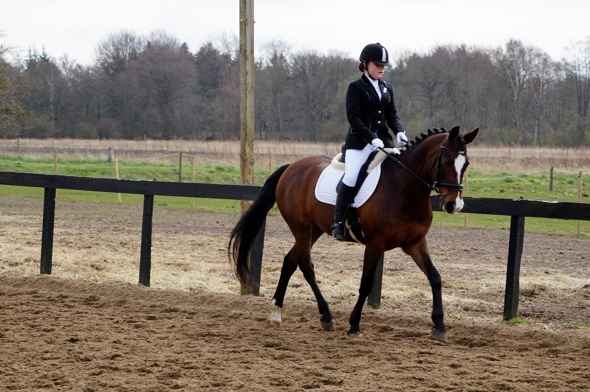 New Forest Cirkeline billede 13