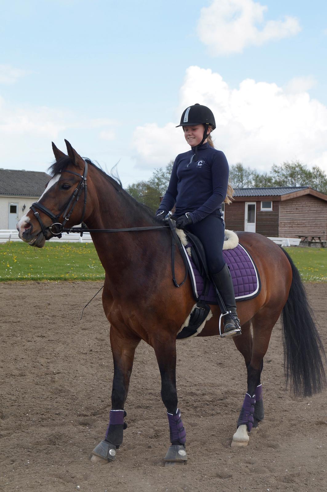 New Forest Cirkeline billede 17