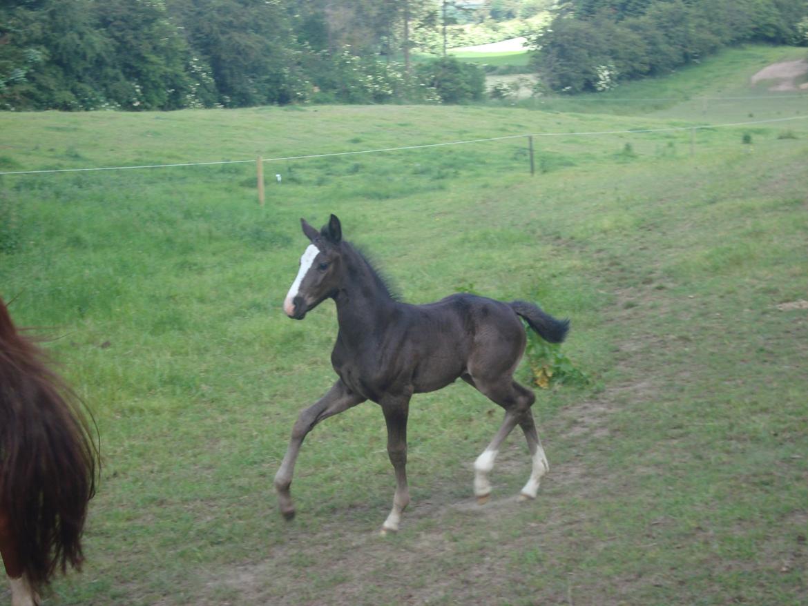 Dansk Varmblod Mi Estrella - 4 uger billede 1