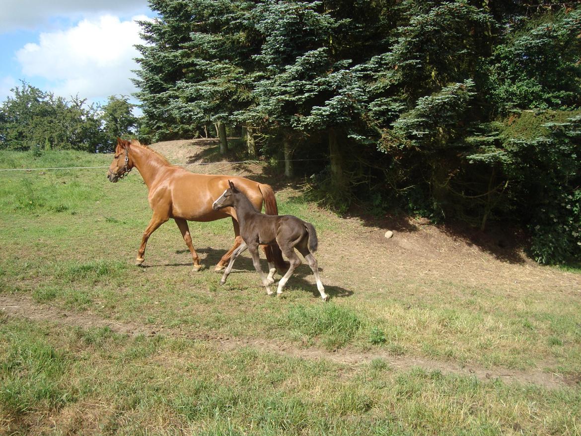 Dansk Varmblod Mi Estrella - 4 uger billede 23