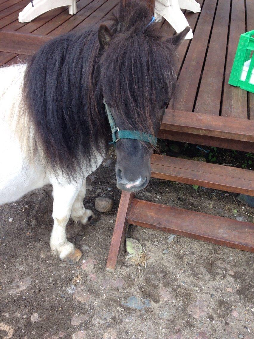 Shetlænder Buller billede 10