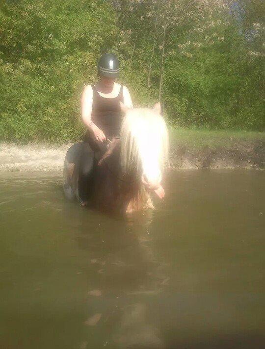 Irish Cob Frilenis Lux billede 20
