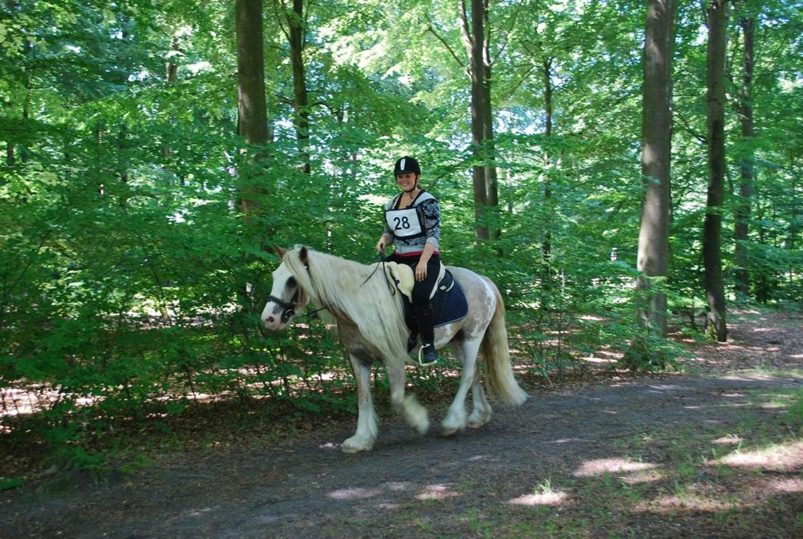 Irish Cob Frilenis Lux billede 3