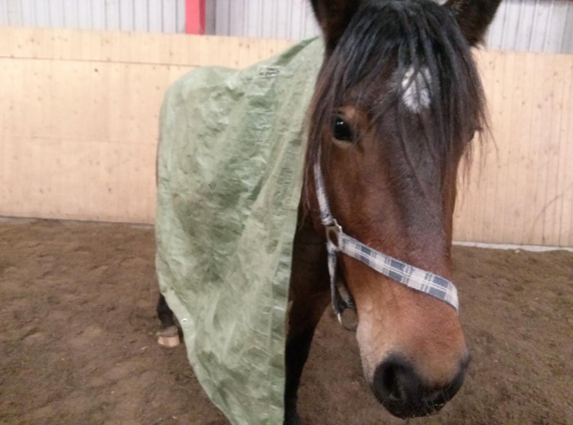 Anden særlig race Siegårds Forglemmigej *Glimmer* 2009-? billede 4