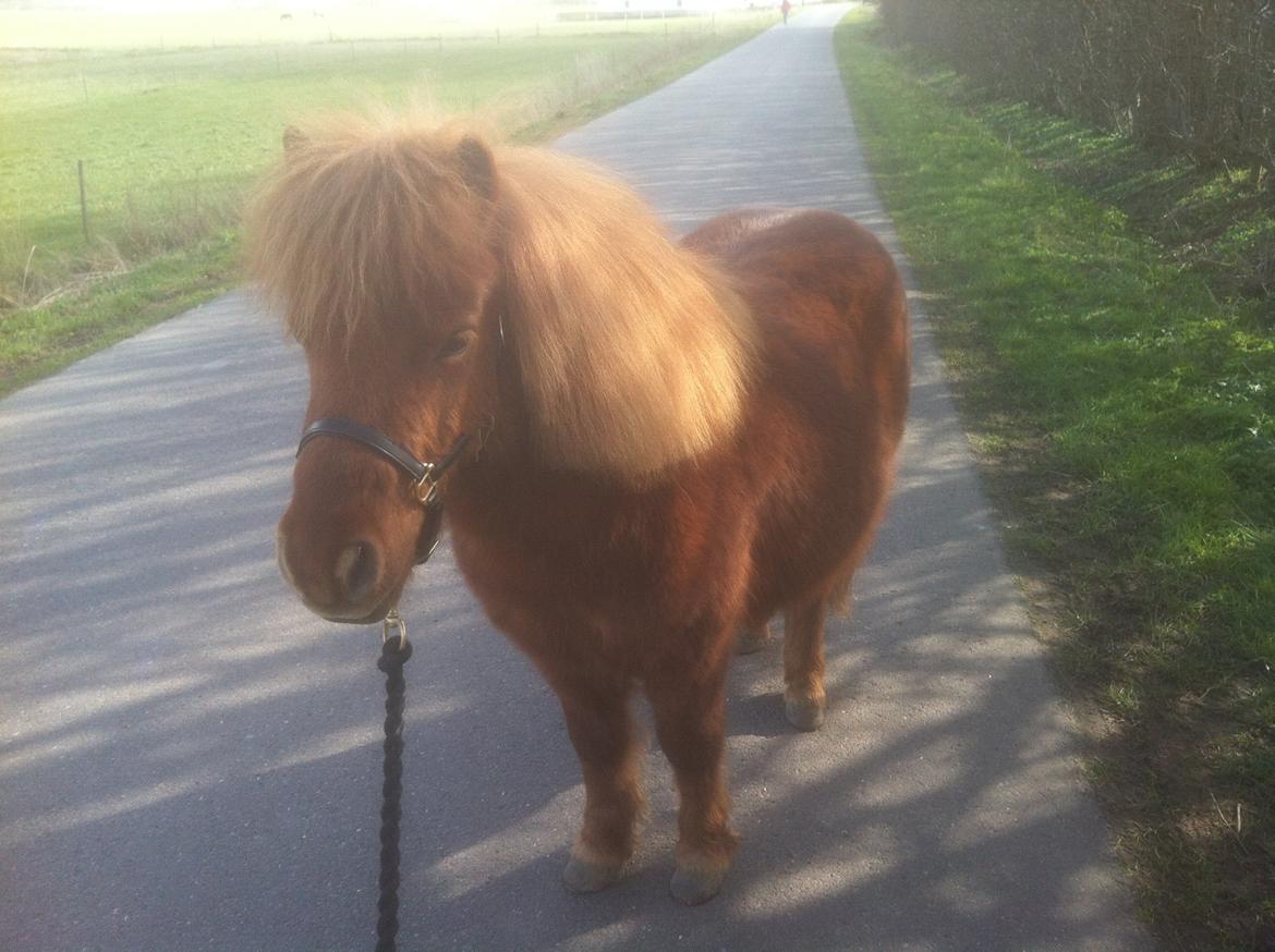 Shetlænder Lukas billede 9