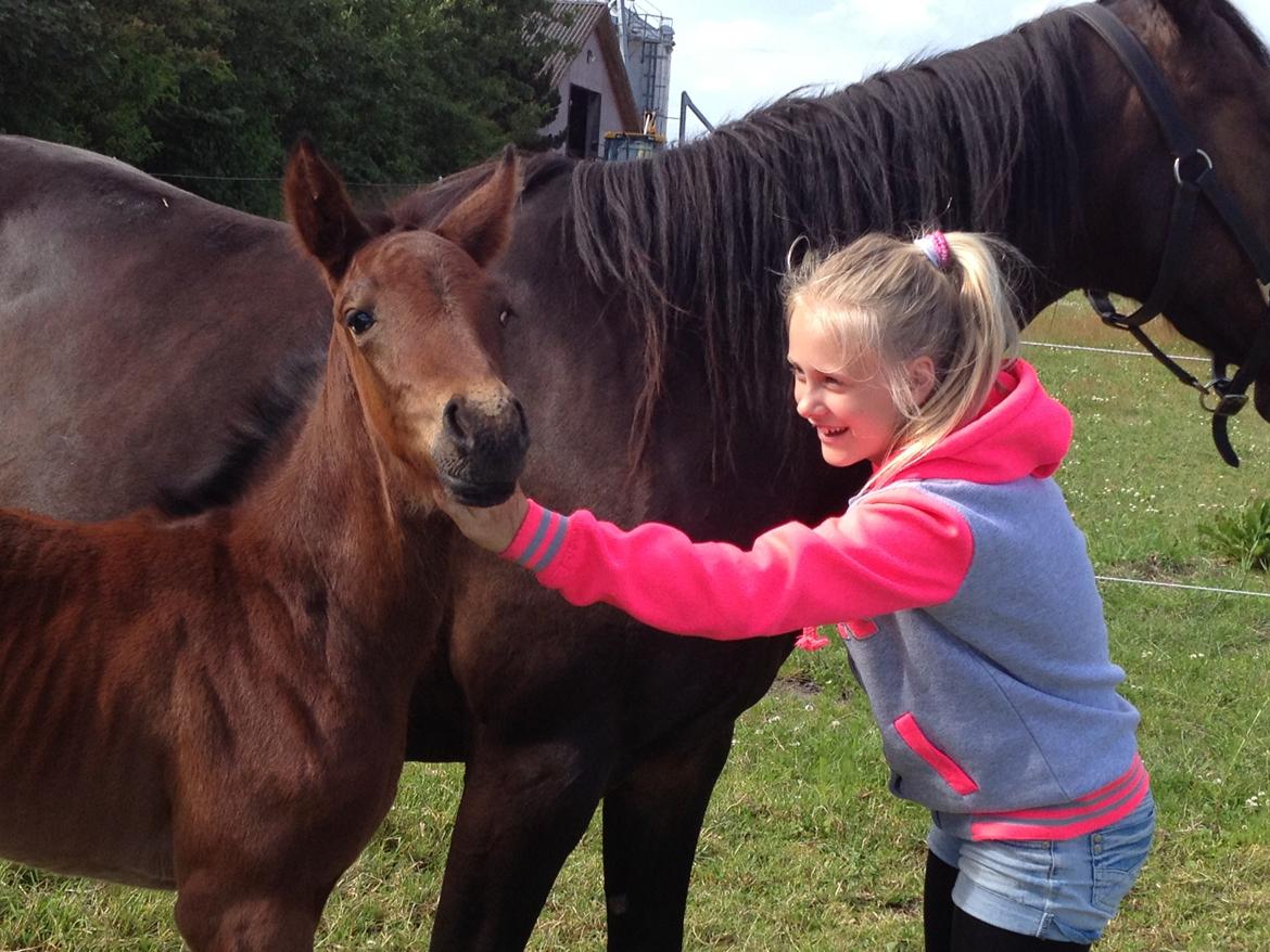 Anden særlig race Tessa billede 9