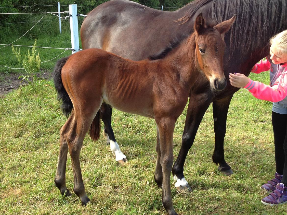Anden særlig race Tessa billede 10
