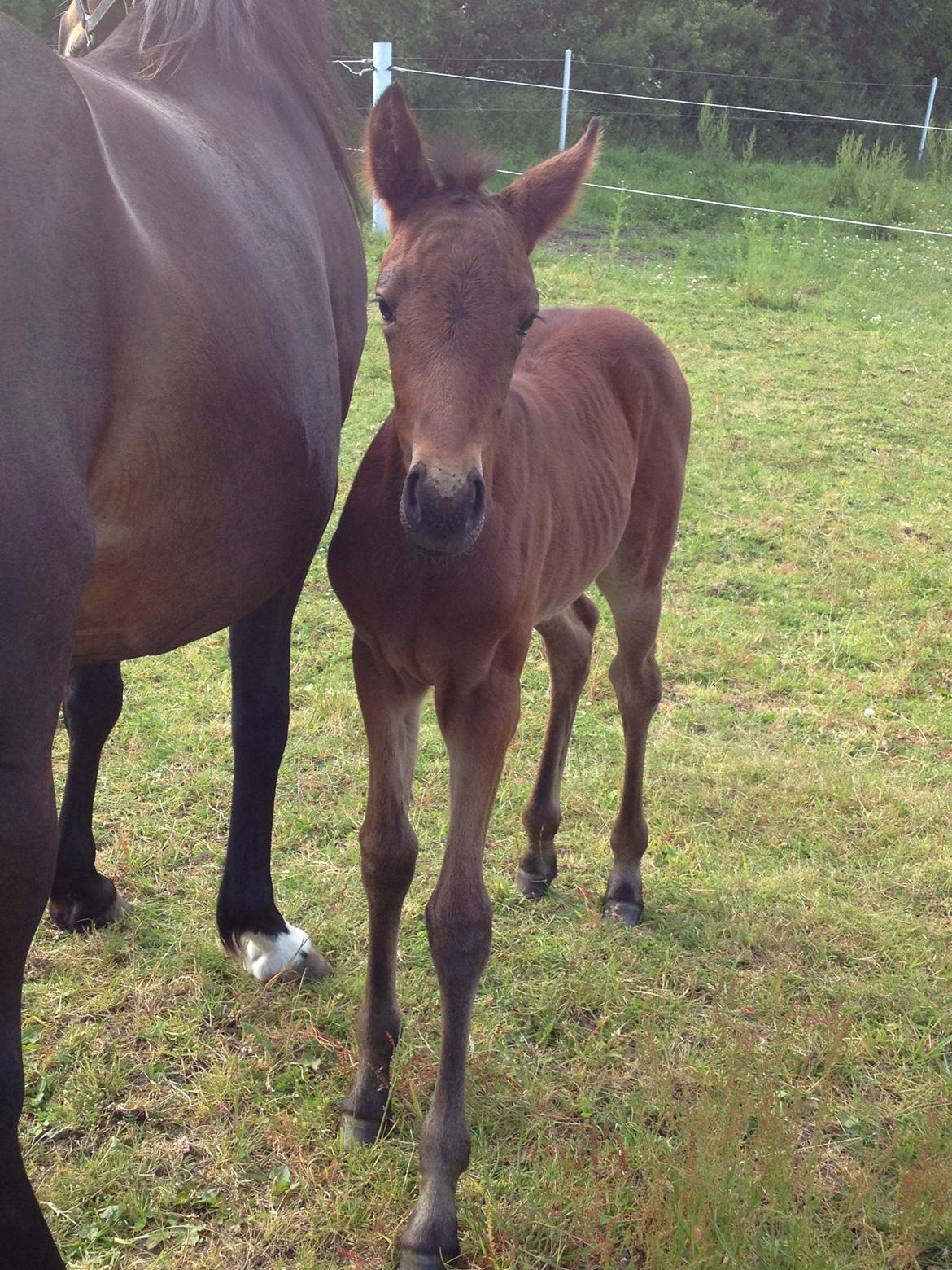 Anden særlig race Tessa billede 11