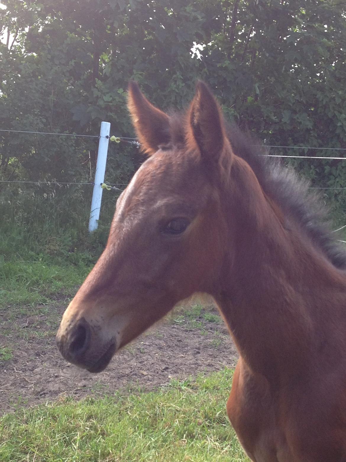Anden særlig race Tessa billede 12