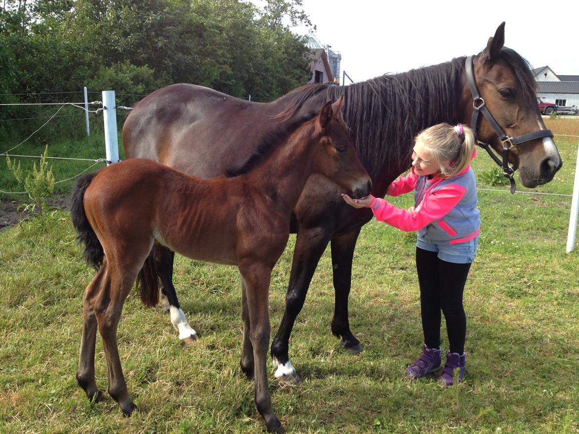 Anden særlig race Tessa billede 13