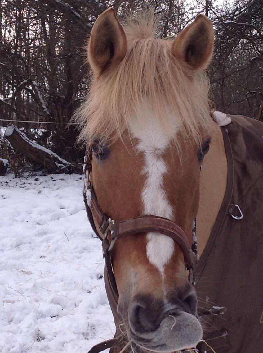 Anden særlig race Stald Poppels Snuggi billede 15