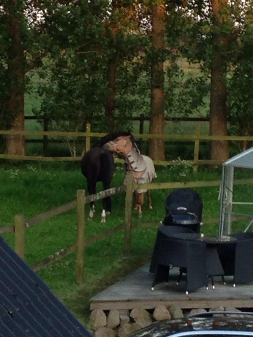 Anden særlig race Stald Poppels Snuggi billede 22