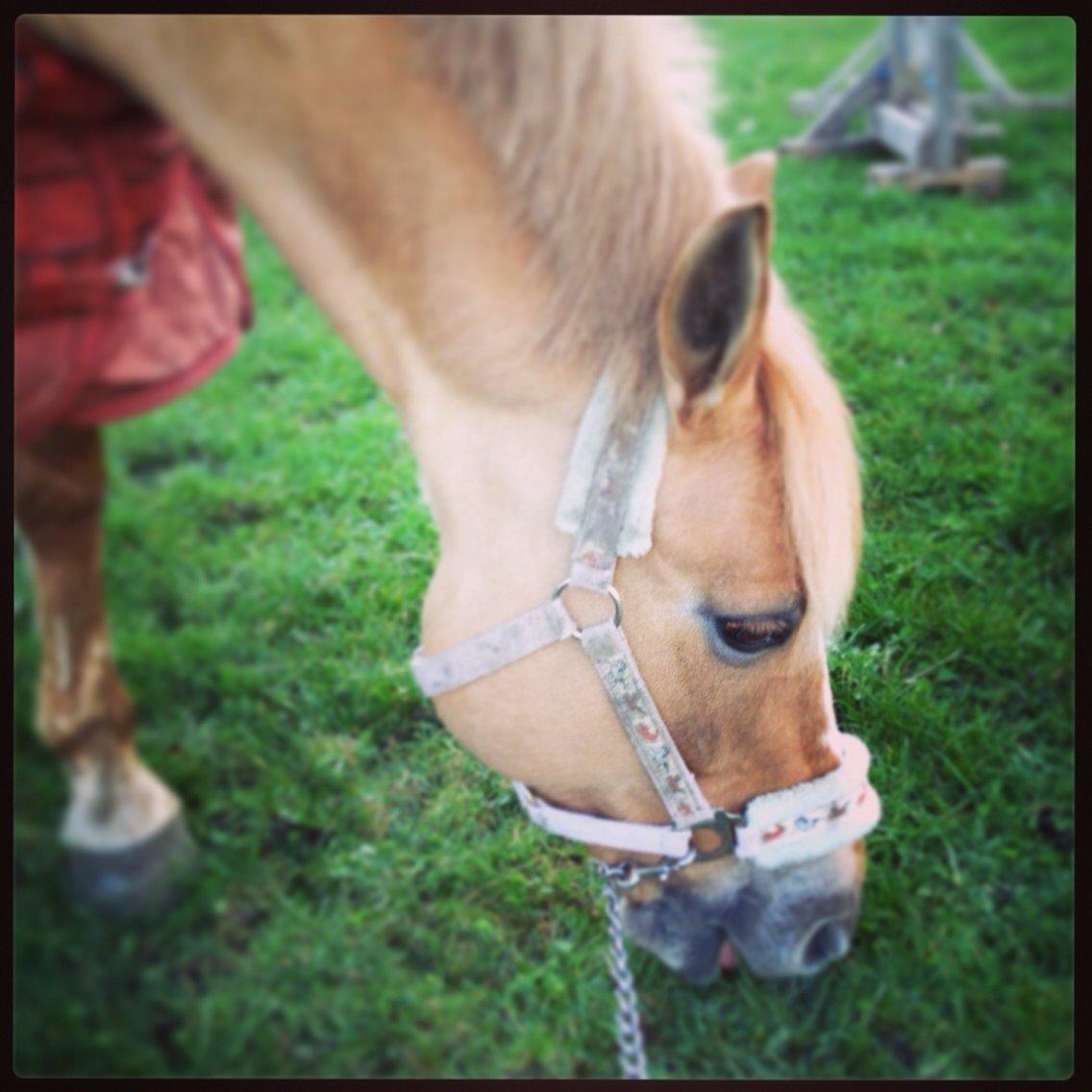 Anden særlig race Stald Poppels Snuggi billede 27